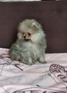 Померанский шпиц щенки мини мишка