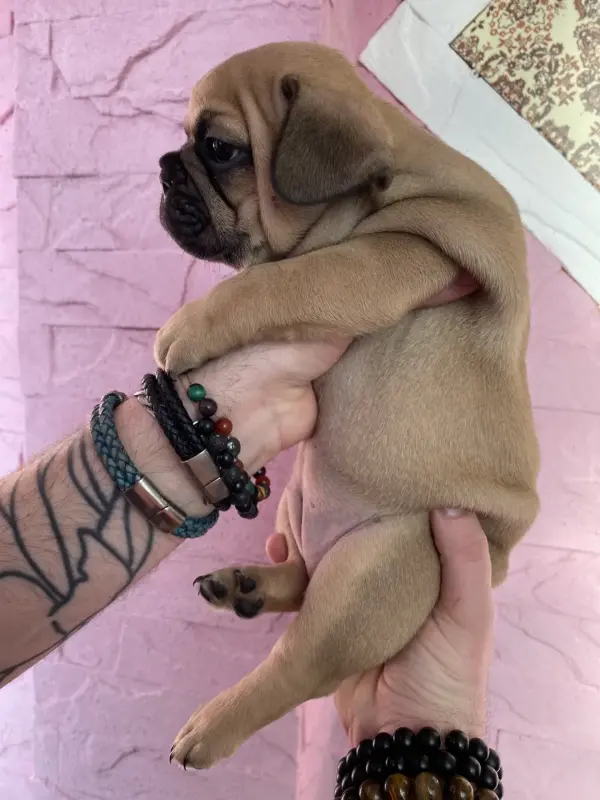 Срочно! Щенки французского бульдога - Вся Беларусь - 240832 - Доска объявлений Kupika.by - Фото 11