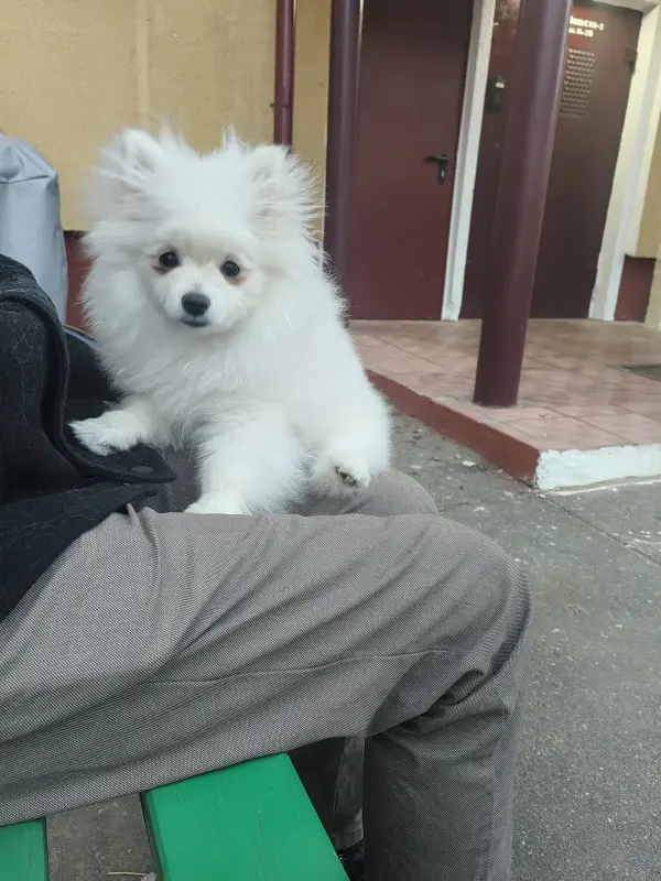 Собаки - Девочка белая померанский шпиц. - Вся Беларусь - Фото 2 Девочка белая померанский шпиц. - Вся Беларусь - 241451 - Доска объявлений Kupika.by - Фото 2