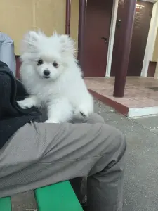 Девочка белая померанский шпиц.