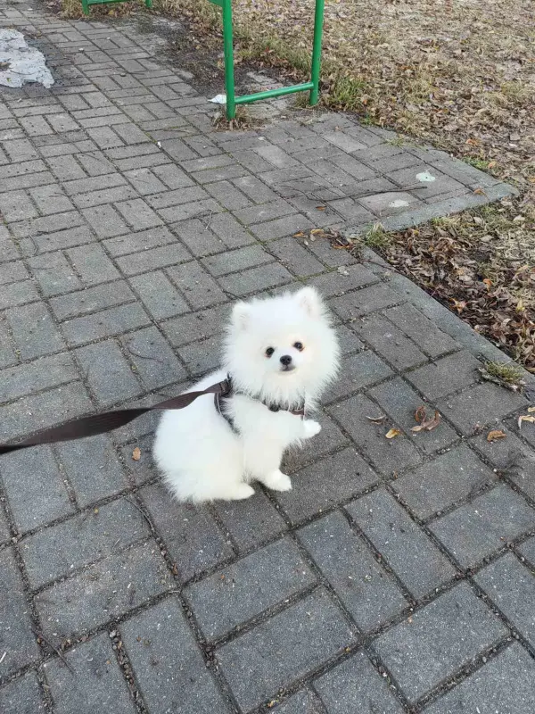 Щенки белого померанского шпица - Вся Беларусь - 239943 - Доска объявлений Kupika.by - Фото 2