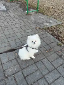 Щенки белого померанского шпица