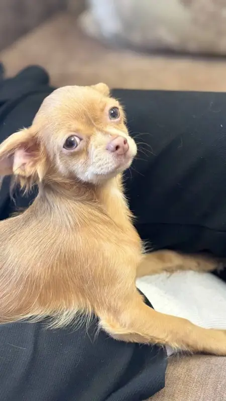 Мальчик чихуахуа красивого окраса - Вся Беларусь - 241063 - Доска объявлений Kupika.by - Фото 2