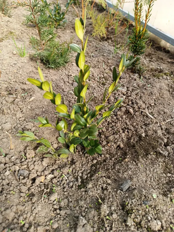 Самшит 10-12 см ростки саженцы рассада - Вся Беларусь - 241224 - Доска объявлений Kupika.by - Фото 4