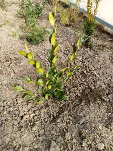 Самшит 10-12 см ростки саженцы рассада