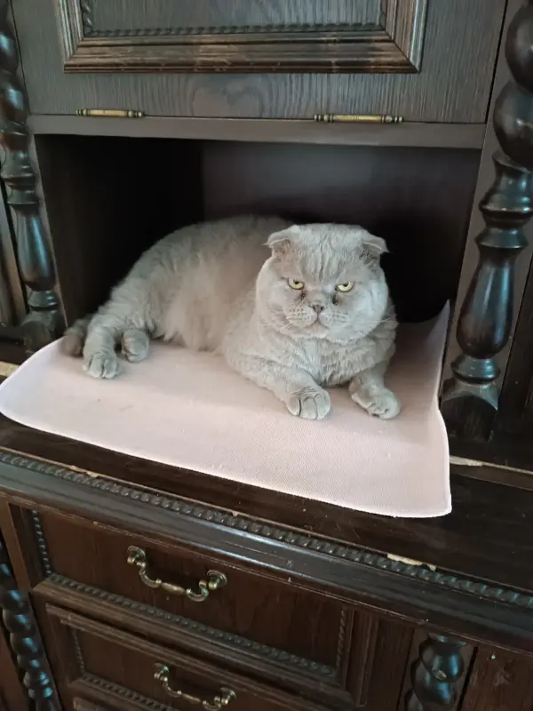 Василий - лиловый вислоухий кот - Вся Беларусь - 239639 - Доска объявлений Kupika.by - Фото 2