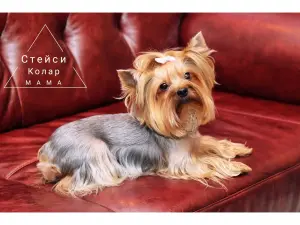 Великолепные щенки Йоркширского терьера