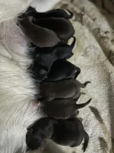 Щенки от заводчиков