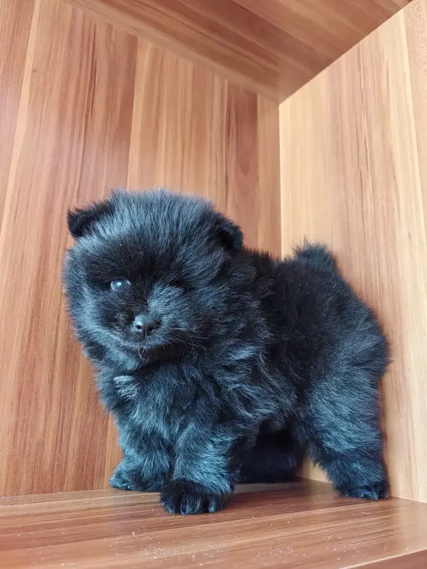 Собаки - Померанский шпиц. - Вся Беларусь - Фото 3 Померанский шпиц. - Вся Беларусь - 241292 - Доска объявлений Kupika.by - Фото 3