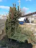 Тис ягодный 10-12 см ростки саженцы рассада - Вся Беларусь - 241420 - Доска объявлений Kupika.by - Фото 2