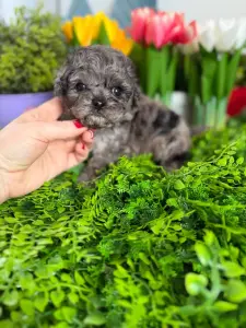 Щенки Мерле Пушон мальтипу мини доставка рб