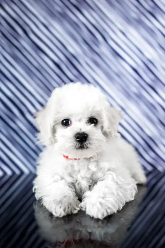 Щенки бишон фризе - Любча - 236952 - Доска объявлений Kupika.by - Фото 6