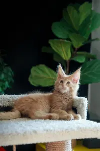 мальчик мейн-кун