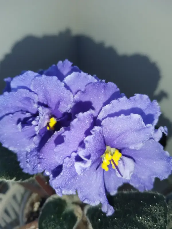 Саженцы, рассада - Фиалки - Вся Беларусь - Фото 7 Фиалки - Вся Беларусь - 240762 - Доска объявлений Kupika.by - Фото 7