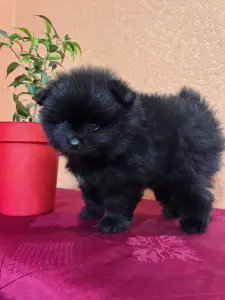 Мальчик померанский шпиц.