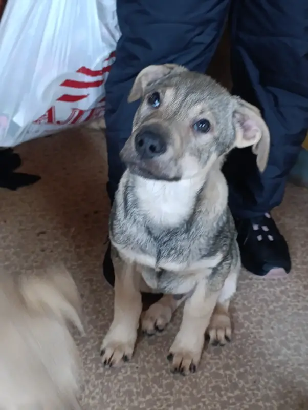 Щенки - Вся Беларусь - 239175 - Доска объявлений Kupika.by - Фото 8