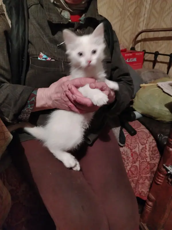 Отдам котят в хорошие руки - Вся Беларусь - 239845 - Доска объявлений Kupika.by - Фото 4