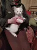 Отдам котят в хорошие руки - Вся Беларусь - 239845 - Доска объявлений Kupika.by - Фото 4