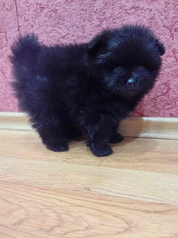 Собаки - Мальчик померанский шпиц - Вся Беларусь - Фото 6 Мальчик померанский шпиц - Вся Беларусь - 241522 - Доска объявлений Kupika.by - Фото 6