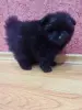 Собаки - Мальчик померанский шпиц - Вся Беларусь - Фото 6 Мальчик померанский шпиц - Вся Беларусь - 241522 - Доска объявлений Kupika.by - Фото 6