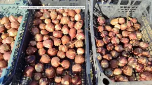 Топинамбур сортовой