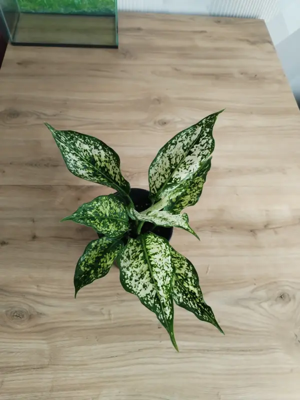 Аглаонема Вайт Киви