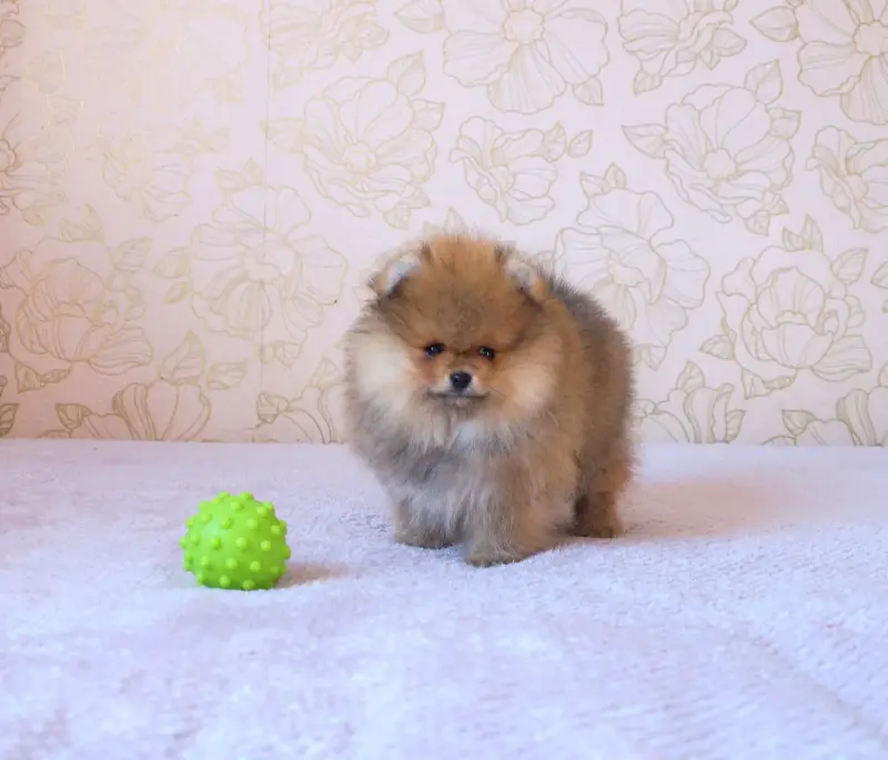 Щенок померанского шпица 2,5 месяца, кобель - Вся Беларусь - 239031 - Доска объявлений Kupika.by - Фото 3