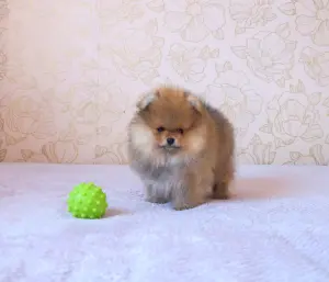 Щенок померанского шпица 2,5 месяца, кобель