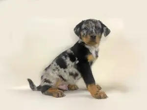 Щенки Босерона (французская овчарка)