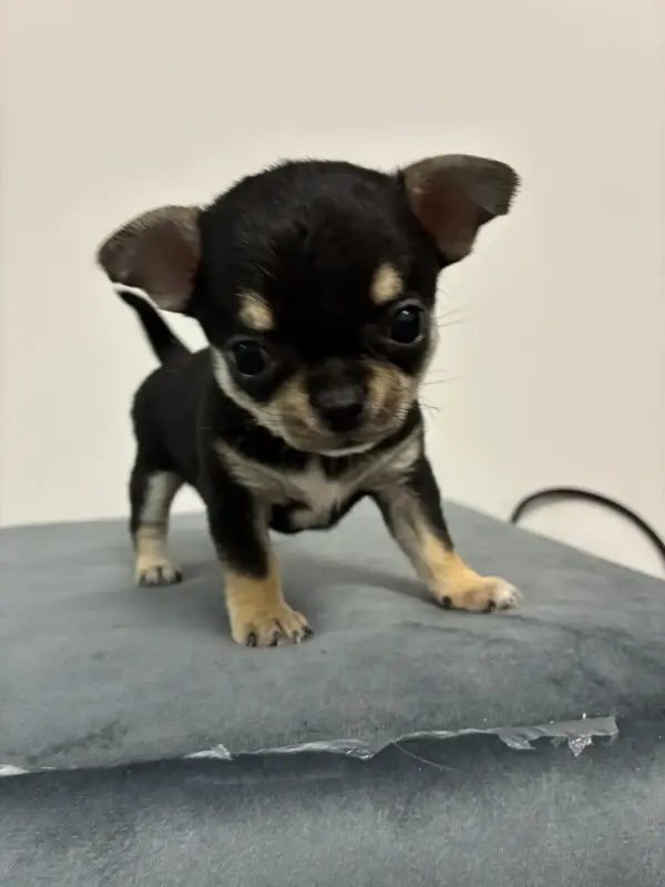 Чихуахуа щенки - Вся Беларусь - 240277 - Доска объявлений Kupika.by - Фото 2