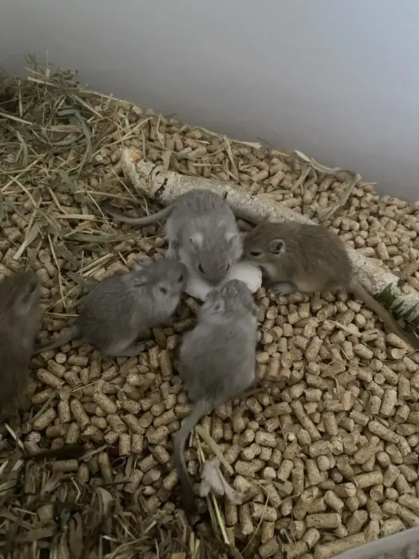 Мышки песчанки