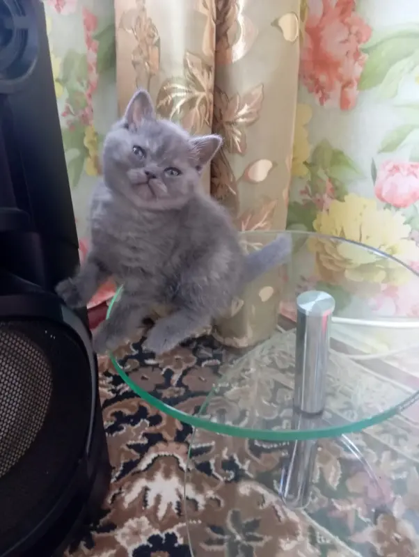 Кошки - Британские котята - Вся Беларусь - Фото 3 Британские котята - Вся Беларусь - 240251 - Доска объявлений Kupika.by - Фото 3