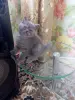 Кошки - Британские котята - Вся Беларусь - Фото 3 Британские котята - Вся Беларусь - 240251 - Доска объявлений Kupika.by - Фото 3