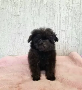 Щенки помапу мама шпиц папа пудель доставка