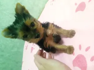 Щенки йоркшерского терьера