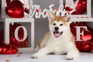 Прекрасная породная девочкаАкитаину