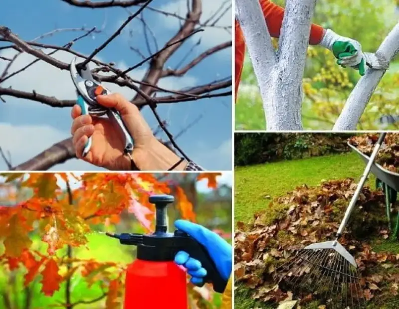 Обрезка деревьев