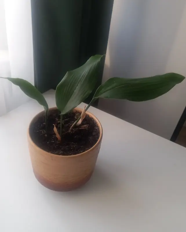 Комнатные растения Аспидистра