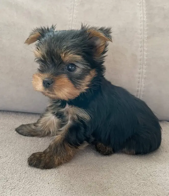 Йоркширский терьер - Вся Беларусь - 240373 - Доска объявлений Kupika.by - Фото 2