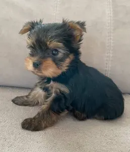 Йоркширский терьер