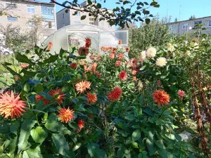 Георгины клубни