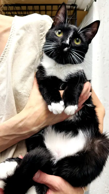 Кошки - Ромка - чудо кот - Вся Беларусь - Фото 2 Ромка - чудо кот - Вся Беларусь - 241943 - Доска объявлений Kupika.by - Фото 2