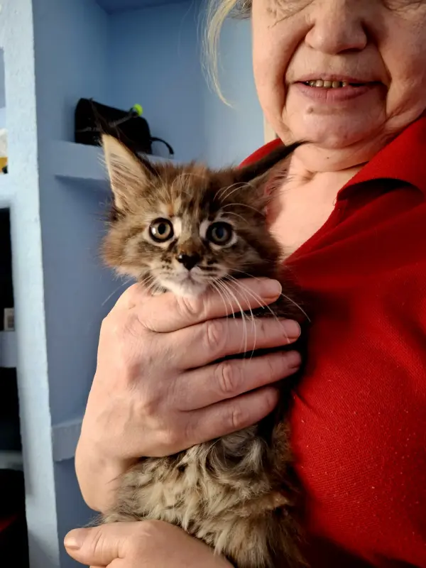 Кошки - Мейкун - Вся Беларусь - Фото 2 Мейкун - Вся Беларусь - 238795 - Доска объявлений Kupika.by - Фото 2