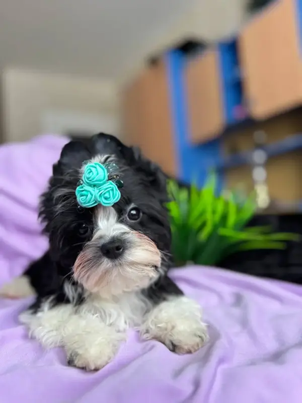 Мальчик бебифейс бивер-йорк доставка