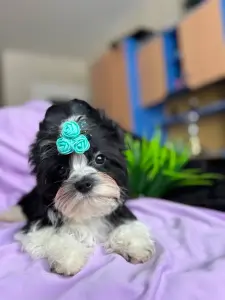 Мальчик бебифейс бивер-йорк доставка