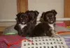 Шоколадная девочка и много других щенков - Вся Беларусь - 240850 - Доска объявлений Kupika.by - Фото 12