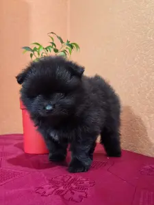 Щенок померанского шпица
