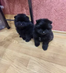 Мальчики померанского шпица