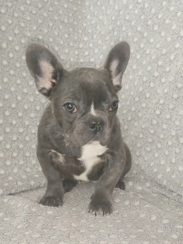 Собаки - Французский бульдог, девочка. Доставка - Вся Беларусь - Фото 3 Французский бульдог, девочка. Доставка - Вся Беларусь - 241602 - Доска объявлений Kupika.by - Фото 3