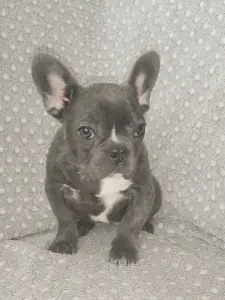 Французский бульдог, девочка. Доставка